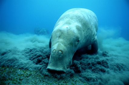 070823 dugongs big