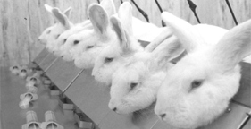 281x144 lab rabbits 45