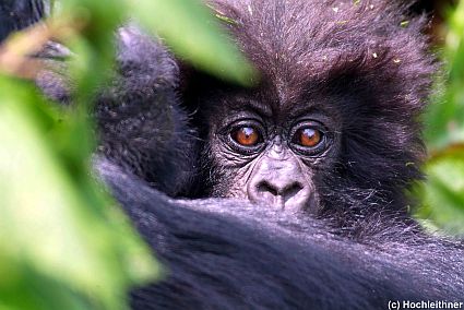 2tag rwanda gorillas 1 179 kl 45