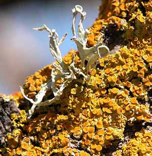 3elm lichen