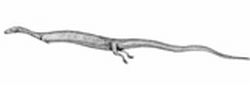 95 million year old limb shedding lizard 9