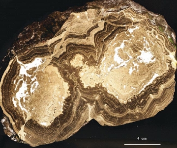 a crosscut of one of the 143 billion year old blac