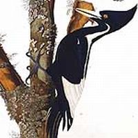 a female ivory billed woodpecker 9