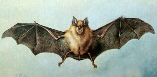 a horseshoe bat