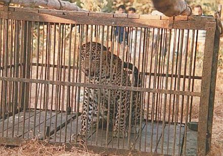 a stray leopard at mumbai iit