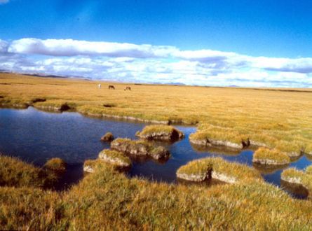 a wetland in tibetan plateau 246