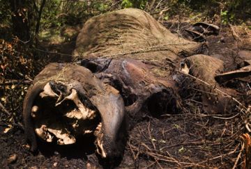 a close view of an elephant carcass