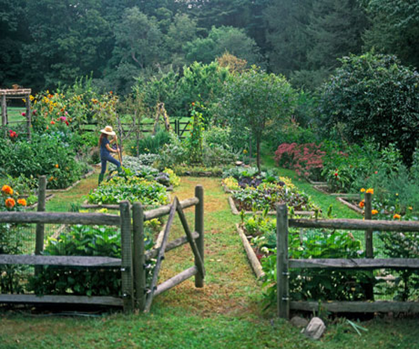 10 Tips to make your own kitchen garden | Greendiary : Greendiary ...