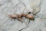 a new genus of cricket