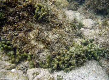 acanthophora seaweed invades reefs 9