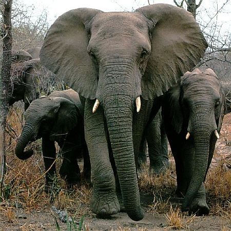 african elephant 2411