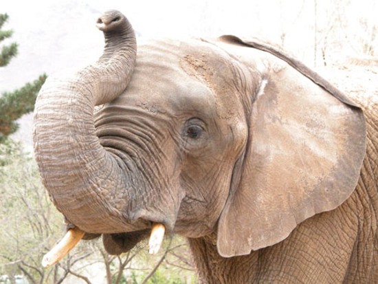 african elephant wKhqb 2263