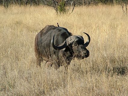 african buffalobb 45