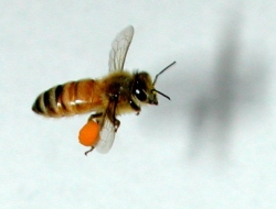 aggressive bees may track future of flying robots