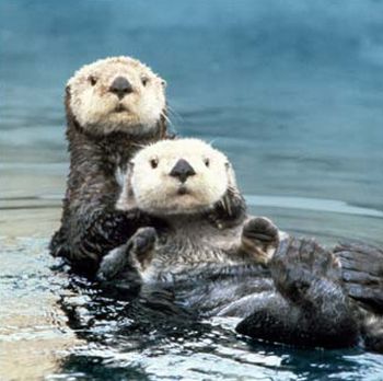 alaska sea otters declining 9