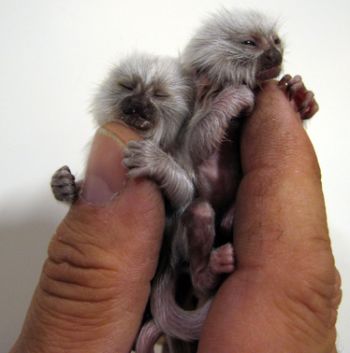 albino pygmy monkey twins born