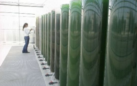 algae farm 5