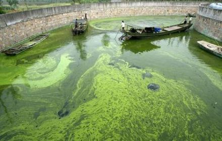 algae growth in china