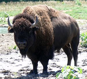 american bison 2411
