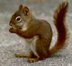 american red squirrel 9