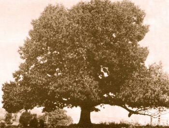 american chestnut trees