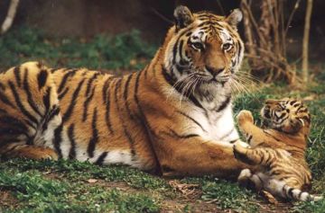 amur tiger 9