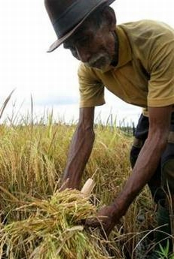 an indonesian farmer harvests the crop from his ri