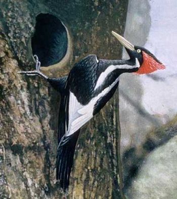 an ivory billed woodpecker
