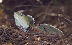 ancient reptiles territorial behaviors 9