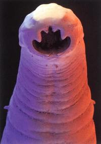 ancylostoma duodenale