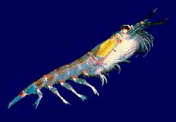 antarctic krill