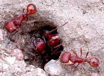 ants give science clues to anti social problem
