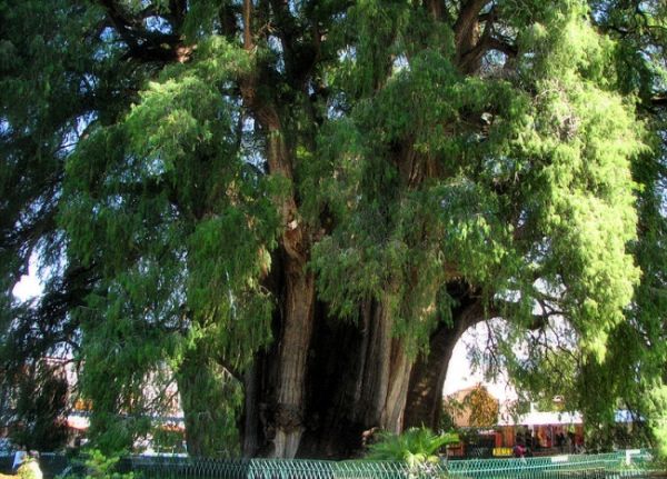 Arbol del Tule Arbol del Tule
