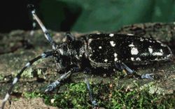 asian long horned beetle 9
