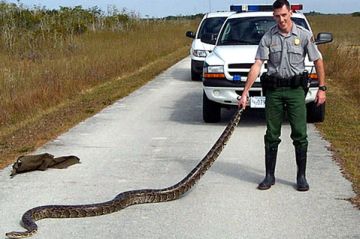 asian pythons thrive in florida