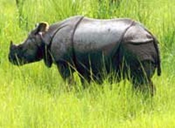 asiatic rhino an endangered species 9