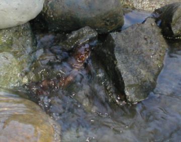 atrazine killing stream salamanders 9