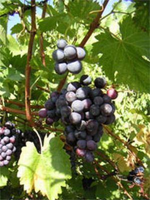 australian grapes 9