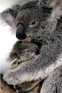 australian koalas 9