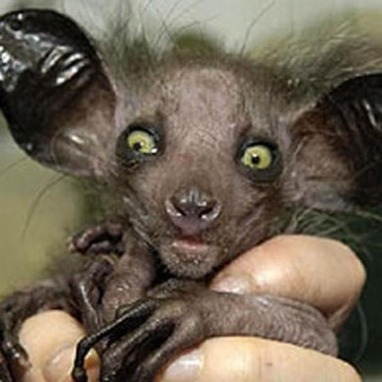 aye aye ausju 41416