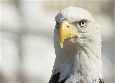 bald eagle 2282