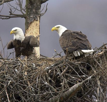 bald eagles nest 45