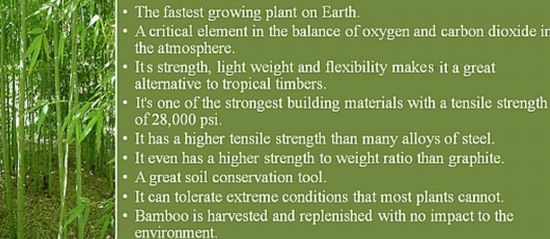 bamboo facts
