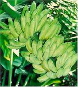 banana growth in india declining