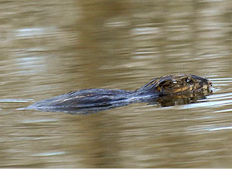 beaver spotted in new york after 200 years 38