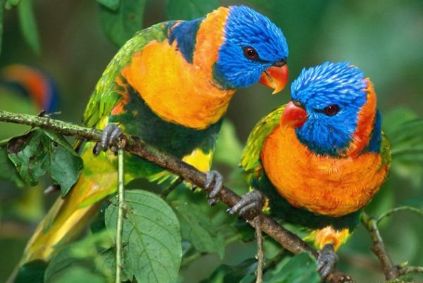 Bird eye