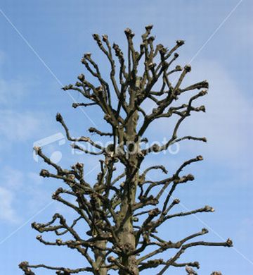 bizarre or ugly tree3