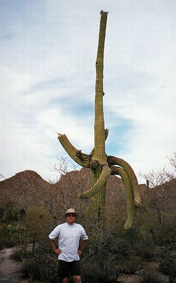 bizarre or ugly tree8