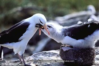 black browed albatross
