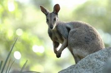 black footed rock wallaby 9